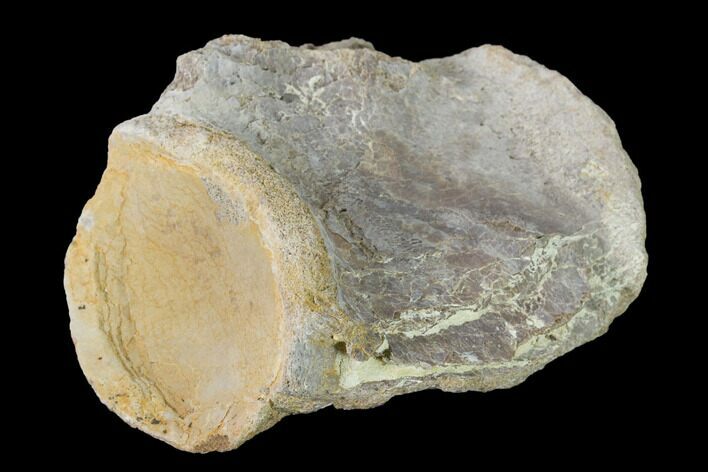 Mosasaur (Platecarpus) Dorsal Vertebra - Kansas #143473